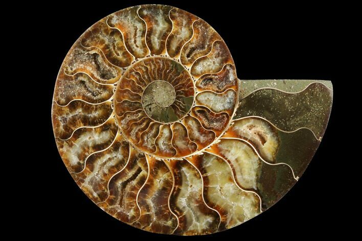Agatized Ammonite Fossil (Half) - Crystal Chambers #111501